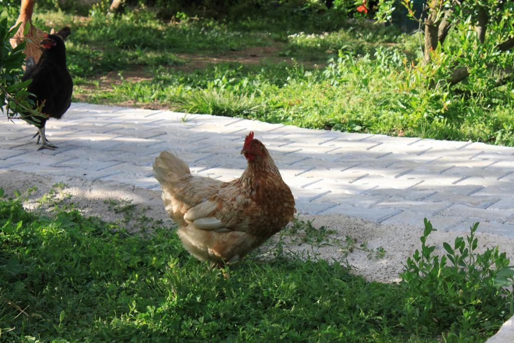 Yildiz Pension Bungalows Çıralı Zewnętrze zdjęcie